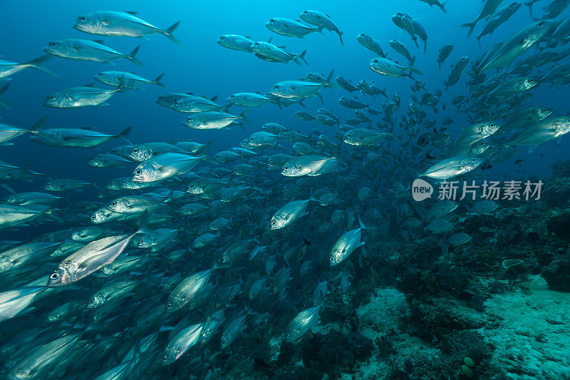 快速移动学校，Bigeye Trevally Caranx sexfasciatus, Raja Ampat，印度尼西亚